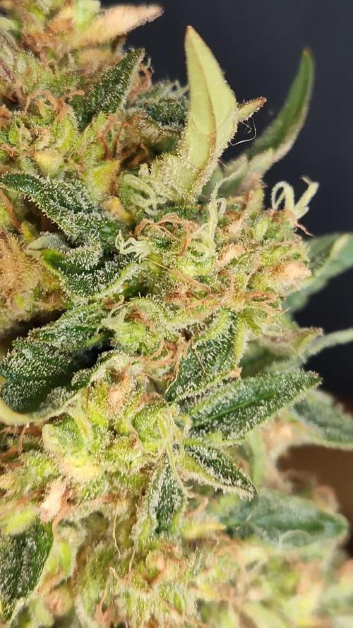 Auto Moon Rock ( In & Outdoor )