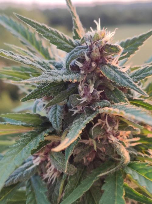 Auto Creeper. Week 8