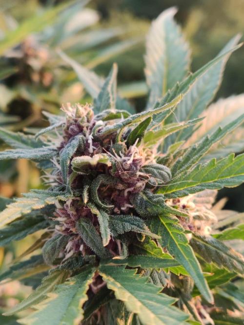Auto Creeper. Week 8
