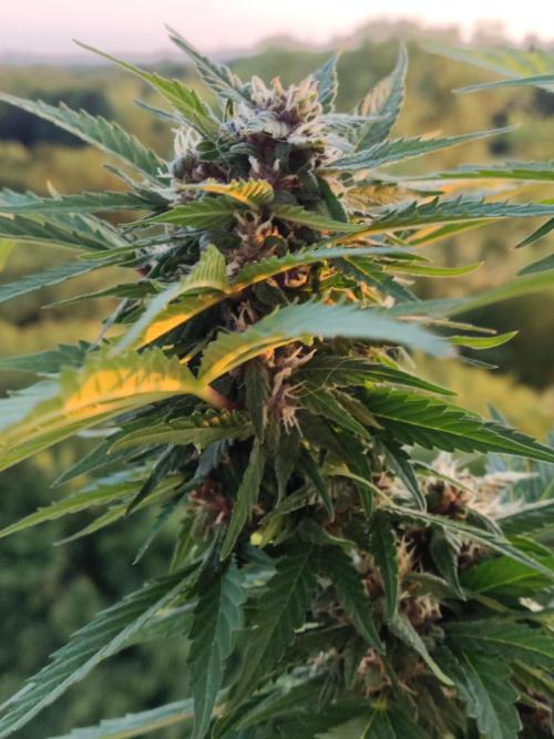 Auto Creeper. Week 8