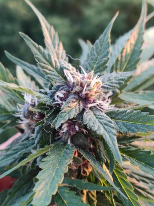 Auto Creeper. Week 8