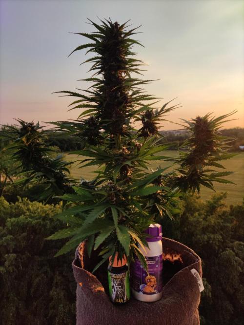 Auto Creeper. Week 8
