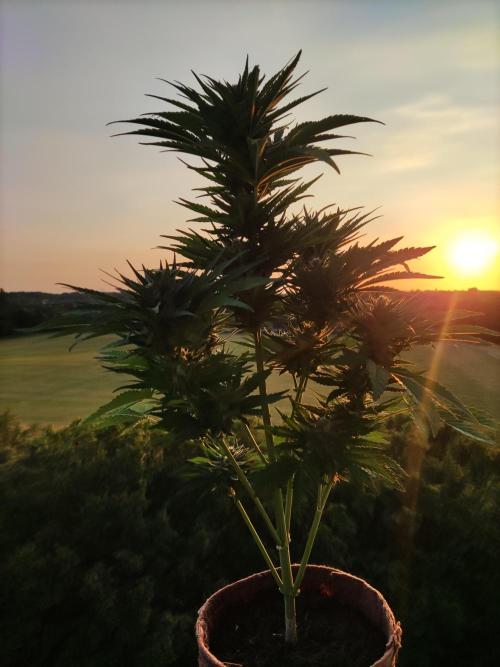Auto Red Tropicana Cookies. Week 8 - Tag 56