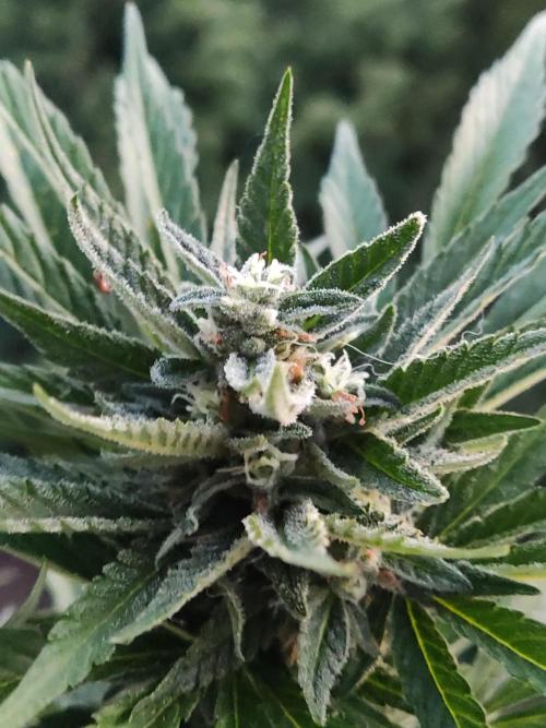Auto Red Tropicana Cookies. Week 8
