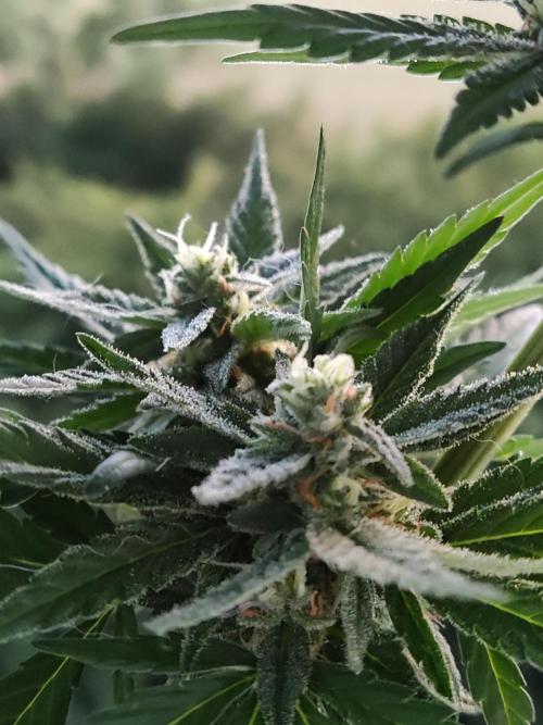 Auto Red Tropicana Cookies. Week 8