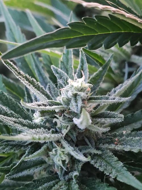 Auto Red Tropicana Cookies. Week 8