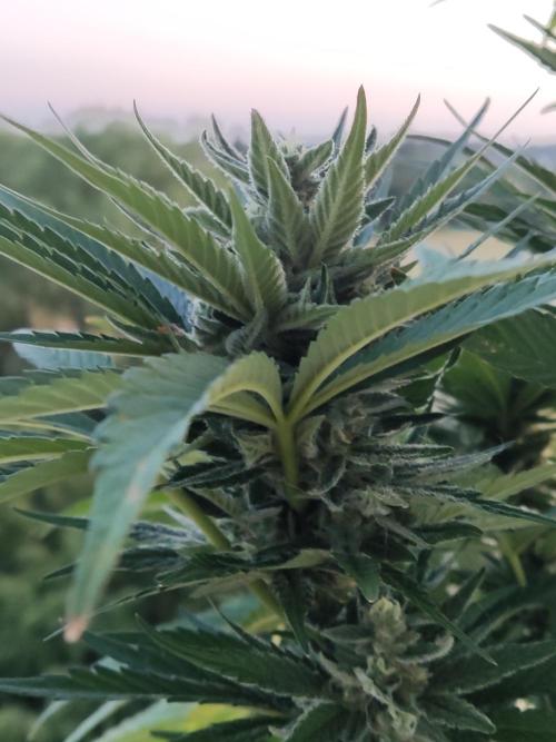 Auto Red Tropicana Cookies. Week 8