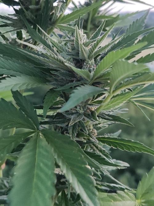 Auto Red Tropicana Cookies. Week 8