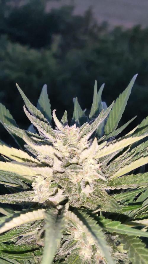 Auto Red Tropicana Cookies