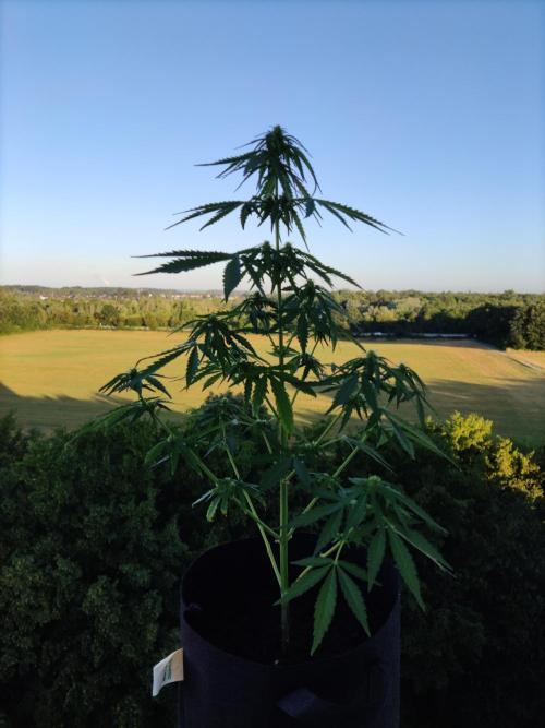 Durban Poison Autoflower. Week 5 - Tag 35