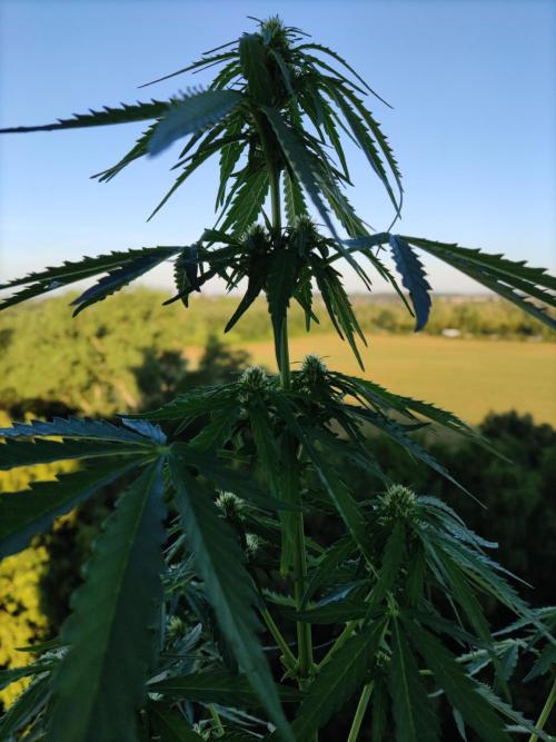 Durban Poison Autoflower. Week 5