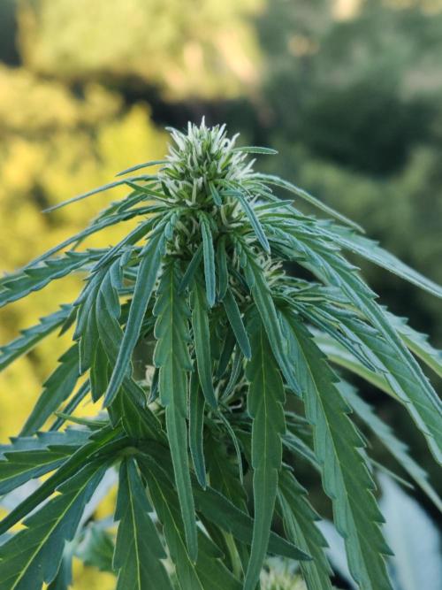 Durban Poison Autoflower. Week 5