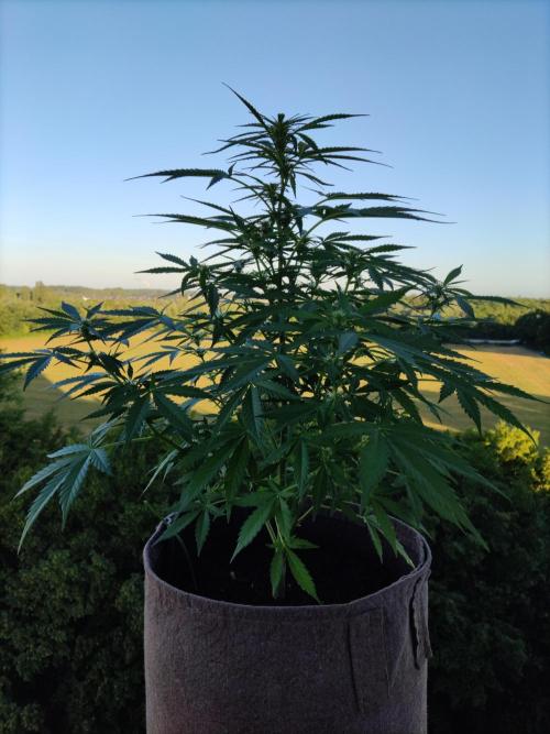 Ghost Train Haze Auto. Week 6 - Tag 42