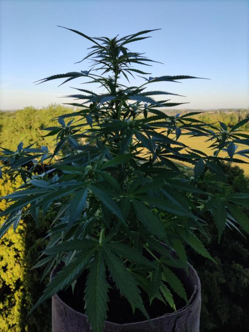 Ghost Train Haze Auto. Week 6