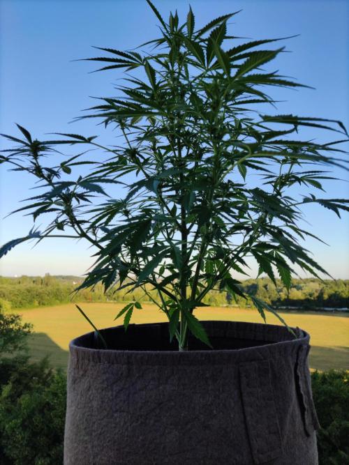 Ghost Train Haze Auto. Week 6