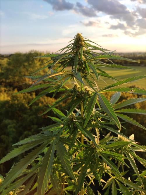 Durban Poison Autoflower. Week 6
