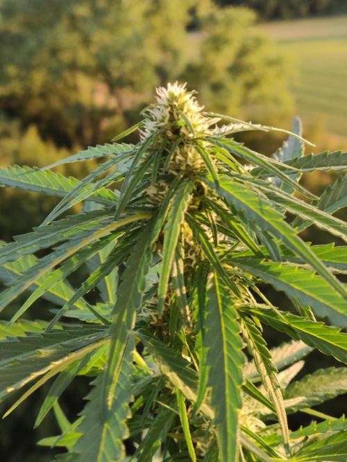 Durban Poison Autoflower. Week 6