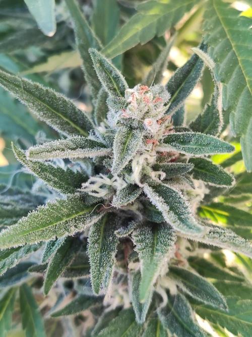Auto Red Tropicana Cookies. Week 9