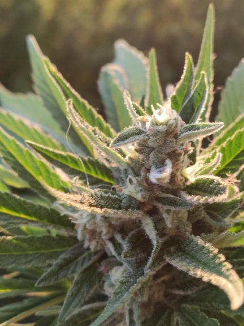 Auto Red Tropicana Cookies. Week 9