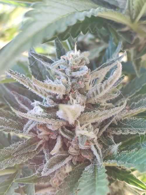 Auto Red Tropicana Cookies. Week 9