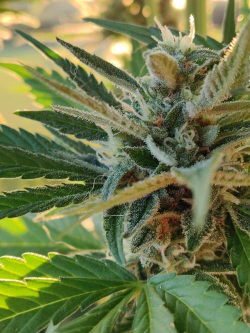 Auto Red Tropicana Cookies. Week 9
