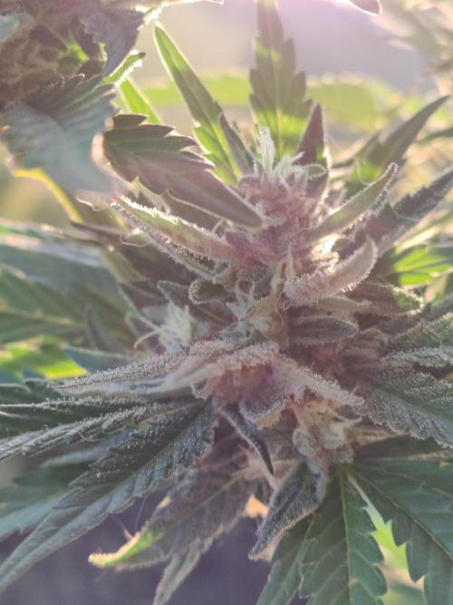 Auto Red Tropicana Cookies. Week 9