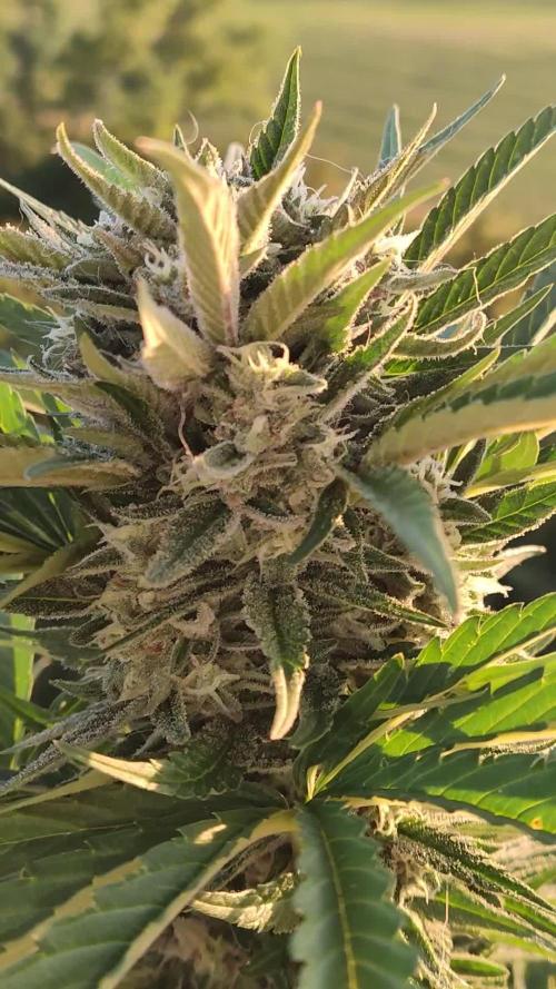 Auto Red Tropicana Cookies