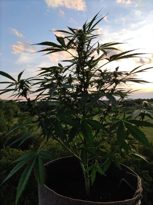 Ghost Train Haze Auto. Week 7
