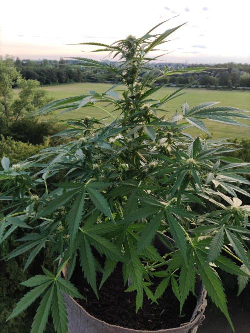 Ghost Train Haze Auto. Week 7