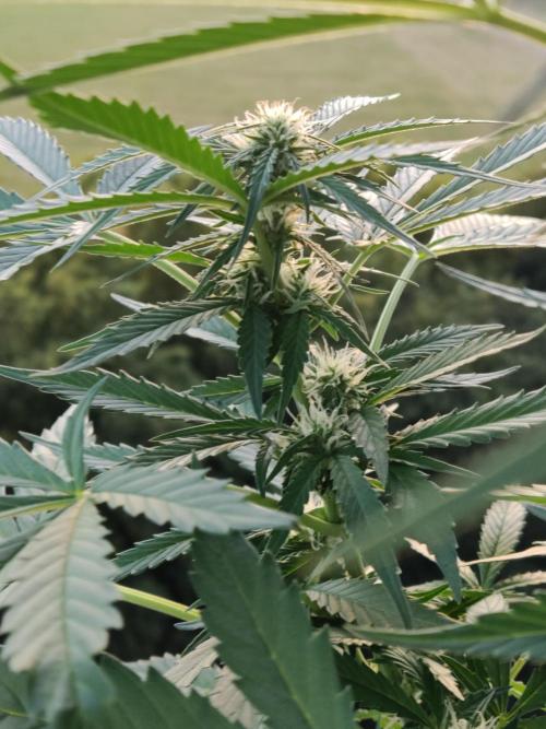 Ghost Train Haze Auto. Week 7