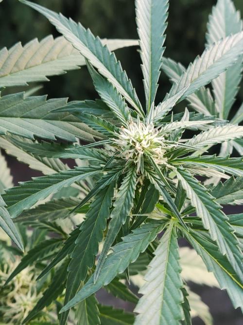 Ghost Train Haze Auto. Week 7