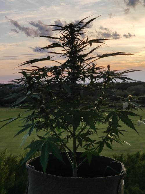 Ghost Train Haze Auto. Week 7