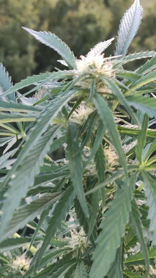 Ghost Train Haze Auto