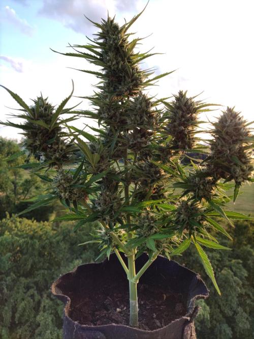Creamzilla Auto ( In & Outdoor ). Week 11 - Tag 77
