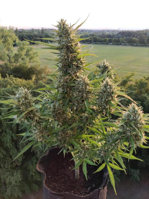 Creamzilla Auto ( In & Outdoor ). Week 11