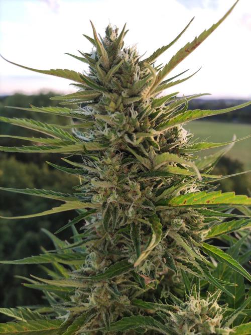 Creamzilla Auto ( In & Outdoor ). Week 11