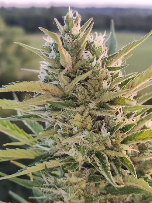 Creamzilla Auto ( In & Outdoor ). Week 11