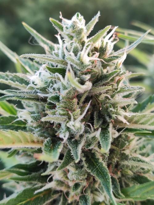 Creamzilla Auto ( In & Outdoor ). Week 11