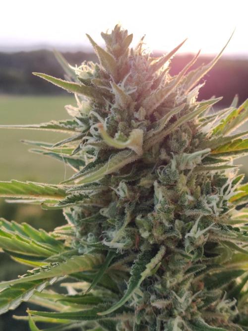 Creamzilla Auto ( In & Outdoor ). Week 11