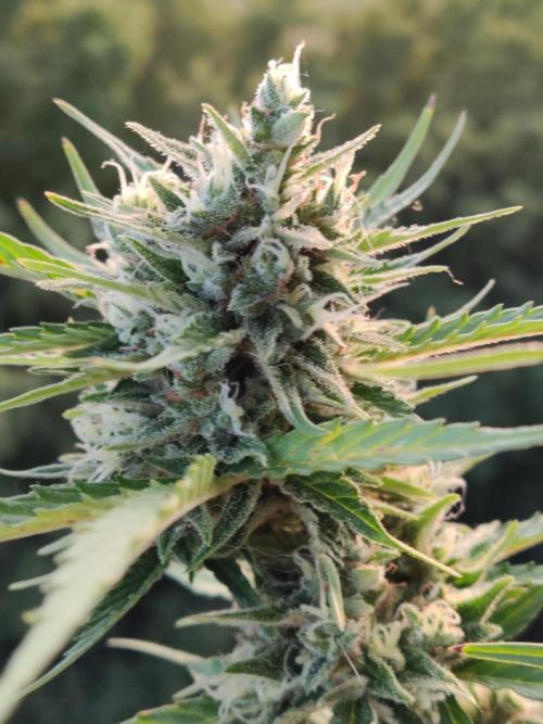 Creamzilla Auto ( In & Outdoor ). Week 11