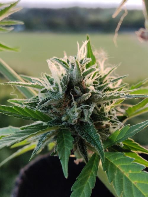 Creamzilla Auto ( In & Outdoor ). Week 11