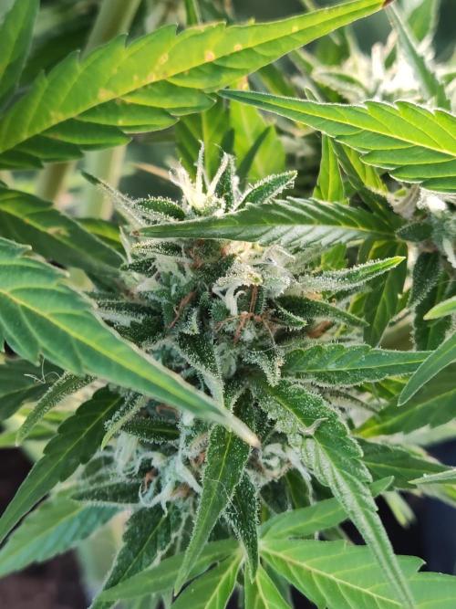 Creamzilla Auto ( In & Outdoor ). Week 11