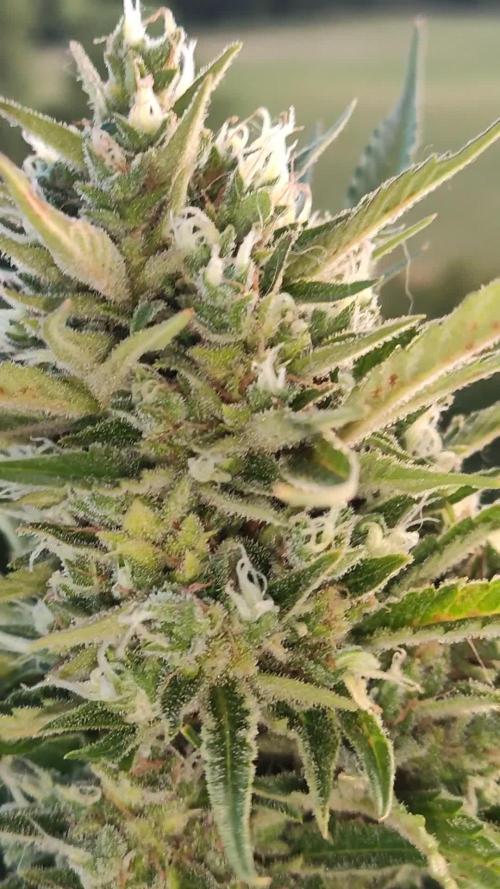 Creamzilla Auto ( In & Outdoor )