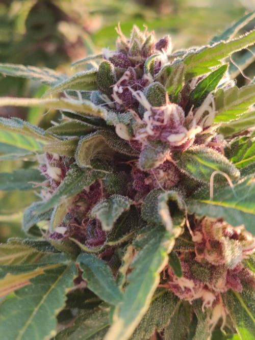 Auto Creeper. Week 9