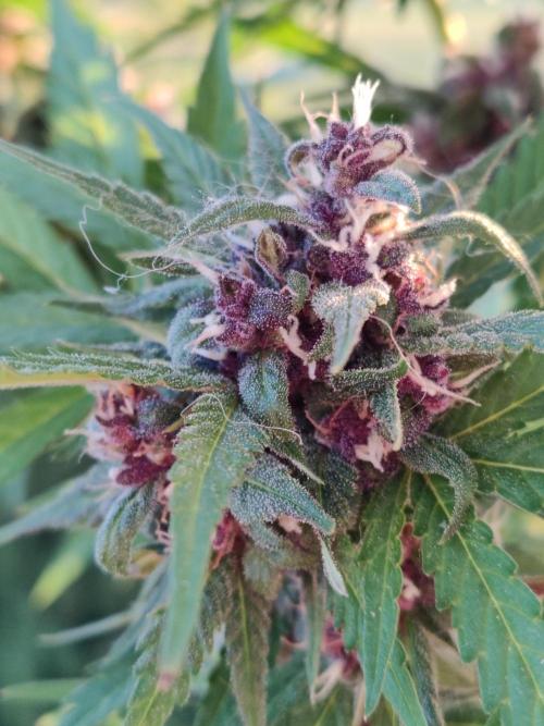 Auto Creeper. Week 9