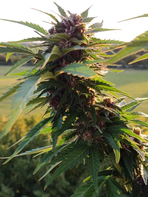 Auto Creeper. Week 9