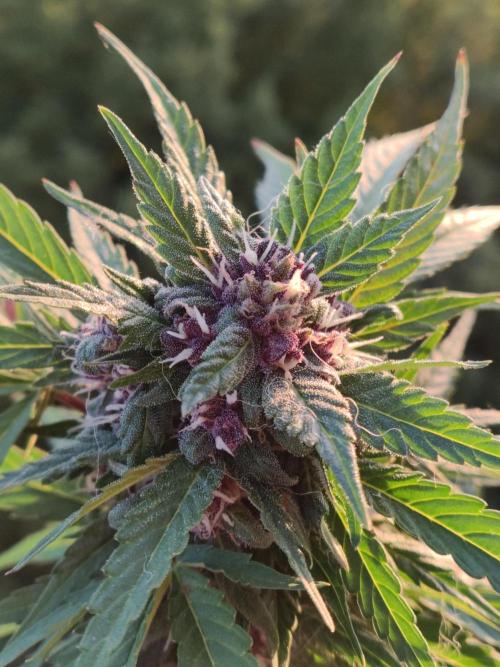 Auto Creeper. Week 9