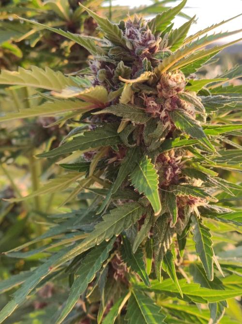 Auto Creeper. Week 9