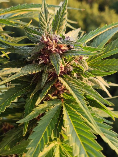 Auto Creeper. Week 9