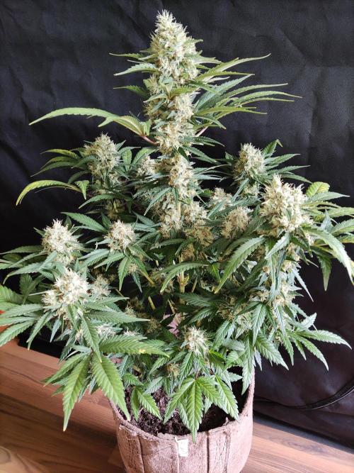 Power Plant. Week 11